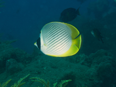 Chaetodon adiergastos