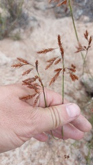 Thamnochortus punctatus