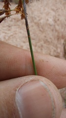 Thamnochortus punctatus