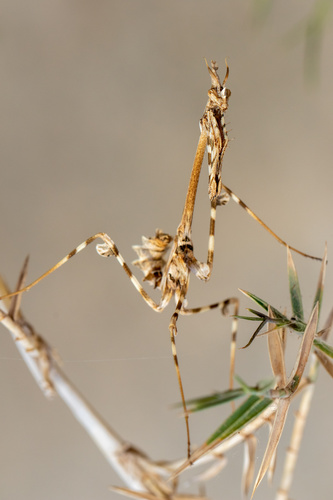 Mediterranean Conehead Mantis, Tozeur, Gobernatura de Tozeur, TN, photo 6 of 10