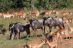 Connochaetes taurinus johnstoni