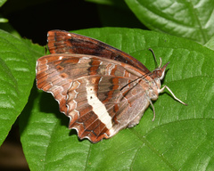 Eurytela hiarbas