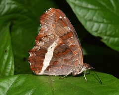 Eurytela hiarbas
