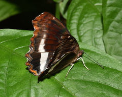 Eurytela hiarbas