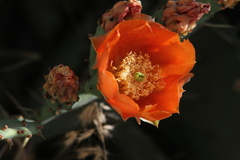 Opuntia pyrocarpa