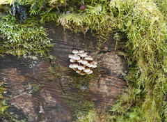 Mycena tuvara
