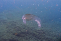 Pterotrachea coronata