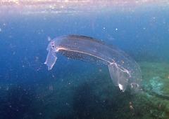 Pterotrachea coronata