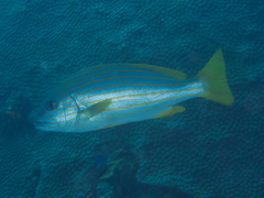 Plectorhinchus chrysotaenia