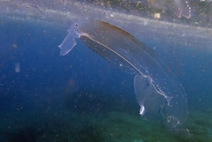 Pterotrachea coronata