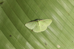 Lissochlora ronaldi