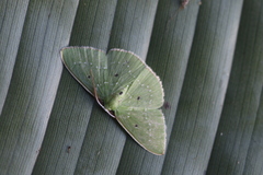 Lissochlora ronaldi