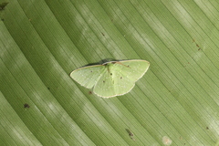 Lissochlora ronaldi