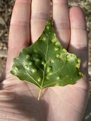 Taphrina populi-salicis