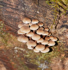 Mycena tuvara