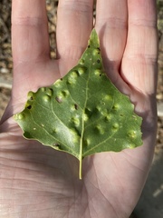 Taphrina populi-salicis