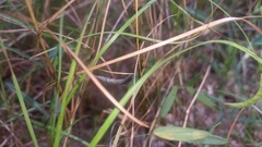 Glycine cyrtoloba