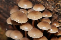 Mycena tuvara