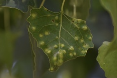 Taphrina populi-salicis