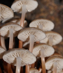 Mycena tuvara