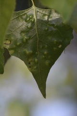 Taphrina populi-salicis