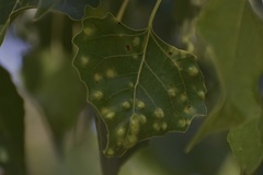 Taphrina populi-salicis