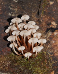 Mycena tuvara