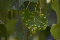 Taphrina populi-salicis