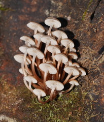 Mycena tuvara