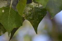 Taphrina populi-salicis