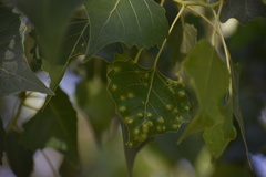 Taphrina populi-salicis