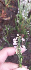 Erica filipendula