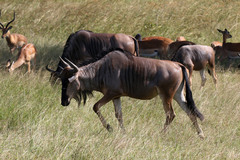 Connochaetes taurinus johnstoni