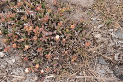 Delosperma guthriei