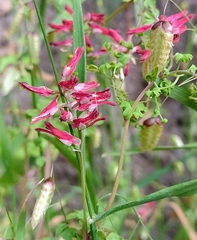 Fumaria coccinea