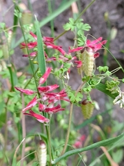 Fumaria coccinea