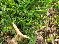 Phyllanthus hirtellus