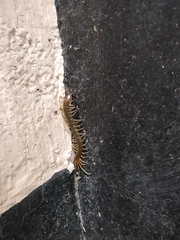Scolopendra morsitans
