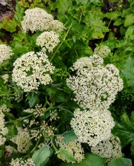 Athamanta cervariifolia