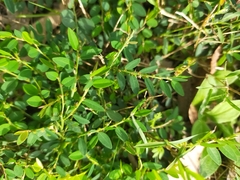 Phyllanthus hirtellus