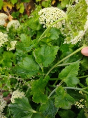 Athamanta cervariifolia