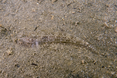 Favonigobius exquisitus