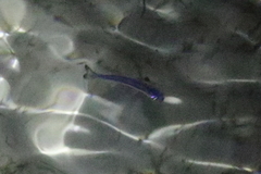 Atherinomorus vaigiensis