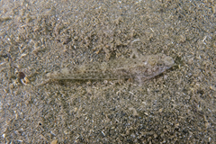 Favonigobius exquisitus