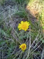 Taraxacum proximum