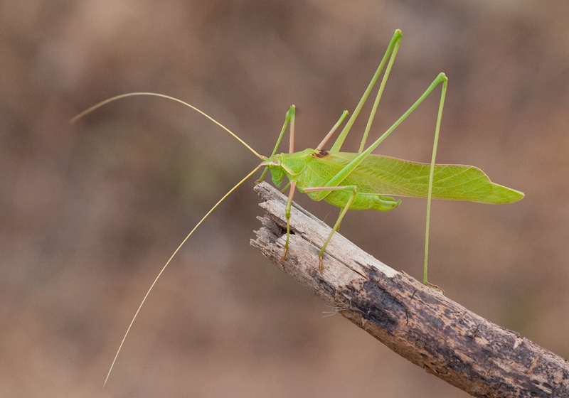Long-legged Bush-Crickets