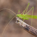Syrian Long-legged Bush-Cricket - Photo (c) Paul Cools, some rights reserved (CC BY-NC), uploaded by Paul Cools
