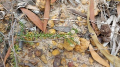 Phylica thunbergiana