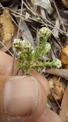 Phylica thunbergiana