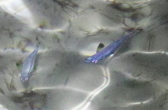 Atherinomorus vaigiensis